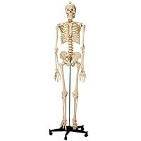 解剖模型 医疗器械 卫生用品 保健 药妆店 美容销售排行榜 Whenbuy日本亚马逊代购