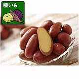 ジャガイモ：タワラヨーデル500g[粘質でおいしい多収品種！俵屋農場の種いも]