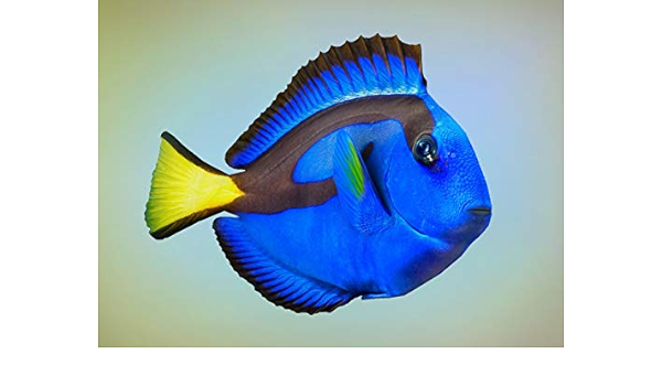 Amazon 海水魚 観賞魚 ハギ ナンヨウハギ サイズ 4cm 2匹 増子水景 観賞魚 水中生物 通販
