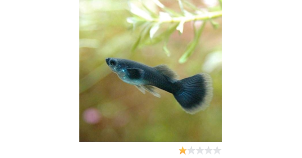 Amazon 熱帯魚 フルブラック グッピー 国産グッピー １ペア 北海道航空便要保温 Charm チャーム 観賞魚 水中生物 通販