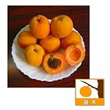 アンズ[杏]：ゴールドコット4～5号ポット[晩生の豊産性中果種 生食に向く欧州系][苗木]
