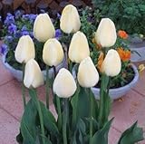 チューリップ　アイボリーフローラデル　５球入