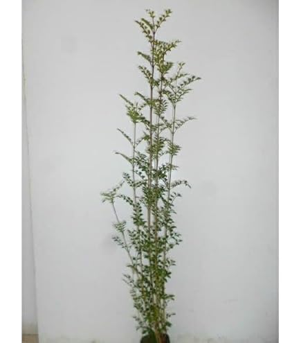 Amazon.co.jp: 苗/苗木 【5本セット】 レッドロビン 樹高0.8m前後 15cm