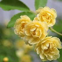 41-JbVjIaSL._AC_UL210_SR210,