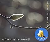 モクレン イエローバード (黄花) 根巻き苗