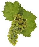 シャルドネ ぶどう苗お買い得2個セット【10月～11月が植え時の果樹苗10.5cmポット×2個/即出荷】【送料込み価格】