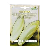 野菜の種 ウィットルーフチコリー・ブリュッセル