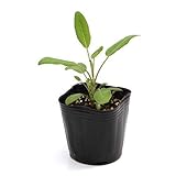 (観葉)ハーブ苗 セージ コモンセージ 3号(1ポット) 家庭菜園 本州・四国限定[生体]