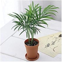 Amazon.co.jp: （観葉植物）テーブルヤシ 2号ロング（1鉢） 受け皿