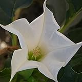 200個/ロット - ホワイトチョウセンアサガオの花の種は、家庭菜園用のブルグマンシアsuaveolensフラメンコ天使のトランペット盆栽種子をDWARF