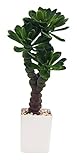 萩原 人工観葉植物 「モニラ」 約57cm 光触媒加工 159016000