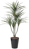 TREE-h/人工観葉植物 鉢植え インテリアグリーン 光触媒 ユッカ135cm