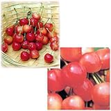 サクランボ2種セット：南陽（なんよう）と高砂（たかさご）4号ポット[受粉セット]