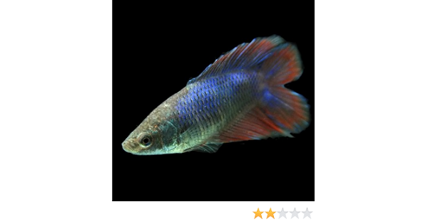 Amazon 熱帯魚 ベタ ダブルテール メス 色おまかせ 約3cm 1匹 生体 観賞魚 水中生物 通販