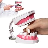 Percy’s Caravan【歯科医師推奨】歯模型 歯列模型 歯が抜けるタイプ 研究用 歯磨き指導 歯ブラシ付き 180度開閉 人体模型