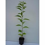 【10本セット】 オオシマザクラ 樹高0.5m前後 10.5cmポット 大島桜 サクラ・さくら・桜 苗木 植木 苗 庭木 生け垣