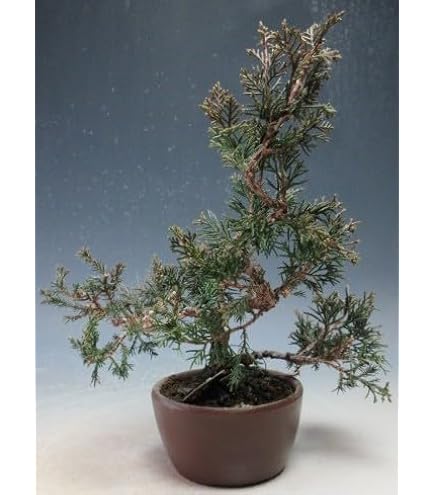 Amazon｜盆栽 糸魚川真柏（833885）【現品】｜観葉植物 オンライン通販