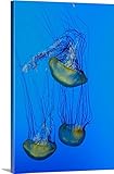 Bruno Morandiプレミアムシックラップキャンバス壁アート印刷題名中国、上海、Pudong、上海水族館、Moon Jellyfish 32" x 48" 2095753_24_32x48_no