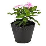 花市場直送便 花苗 日々草 ピンク 8入