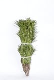 花木屋 高野槇 切枝 60cm 10本組 1束 10本