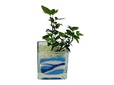 花市場直送便 アイビー(カラーサンド植え) ブロックM ブルー