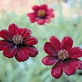 チョコレートコスモス チョコモカ　 １株　チョコレートの香り漂います 　ＰＷの宿根草