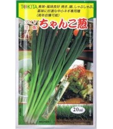 Amazon.co.jp: トキタ種苗 ネギ なべちゃんゴールド : DIY・工具・ガーデン