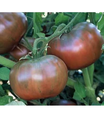 Amazon.co.jp: 植物種子 超巨大トマト 種 4粒 F1品種 : DIY・工具