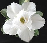 40 Fresh seedsアデニウム アラビカム オベスム 砂漠のバラ種子(40粒)塊根植物種子Adenium obesum Desert Roses seeds no434-TRIPLE-WHIT