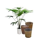 ビロウヤシ 10号サイズ【バスケット(鉢カバー) 付き】 バスケット01