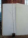 【5本セット】 ケヤキ 樹高1.5m前後 18cmポット けやき 欅 苗木 植木 苗 庭木 生け垣