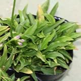 屋久島ギボウシ