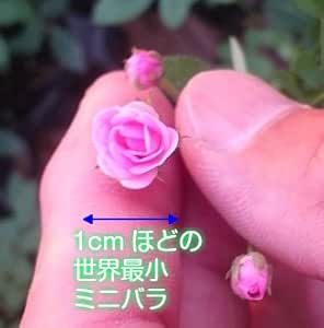 Amazon マイクロミニバラ リトルウッズ 9cmポット苗 １株 花
