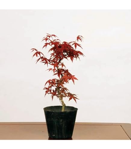 葉団扇楓盆栽4本寄植え 楓の寄せ植え 太幹の盆栽を販売｜盆栽妙 – 盆栽妙 本店