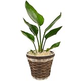 旅人の木 オーガスタ 6号鉢 バスケット 観葉植物 インテリア グリーン