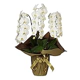 花市場直送便 大輪胡蝶蘭 3本立ち 30~36輪 スタンダード白 金ラッピング 立て札無し