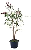 造花アート・観葉植物　南天1.0＜ 入学祝い 卒業祝い 卒園祝いに ＞