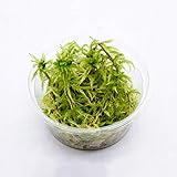 コケのインテリア コケリウム テラリウム 苔盆栽 パック ミズゴケ ミニ