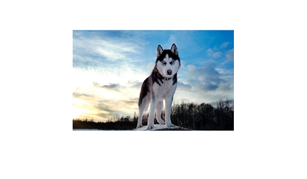 Amazon Co Jp カスタマイズされたポスター 壁紙シベリアンハスキー犬素晴らしいギフト 38 X 24 Inch Diy 工具 ガーデン