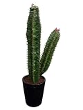 インテリアグリーン人工観葉植物・柱サボテン・光触媒品