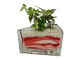 花市場直送便 アイビー(カラーサンド植え) ケーキ ピンク/赤