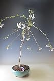 桜盆栽　富士桜しだれ(中）今年の開花は終わております。