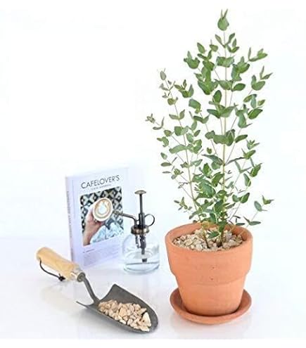 Amazon.co.jp: ユーカリ2品種セット（ポポラス＆グニー）10.5cmポット