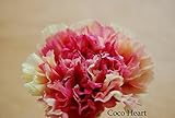 ~Coco Heart~ 　1輪で買える　プリザーブドフラワー　大きめカーネーション クリームレッド　花直径6～８ｃｍ　(母の日　ハンドメイド　プリザブドフラワー・リース）