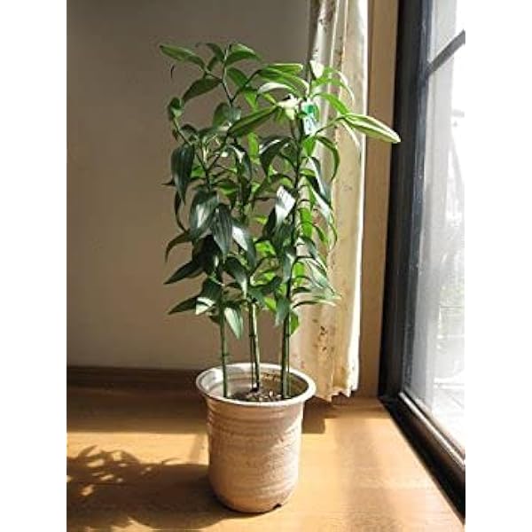 Amazon Co Jp カサブランカ鉢植え 花鉢 ユリ鉢植え Diy 工具 ガーデン Amazon Co Jp カサブランカ鉢植え 花鉢 ユリ鉢植え Diy 工具 ガーデン