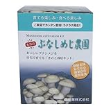 ブナシメジ栽培キット 【もりのぶなしめじ農園】