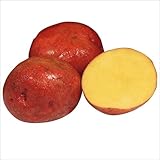 国華園　じゃがいも種芋　アンデス赤　1kg【※発送が国華園からの場合のみ正規品です】