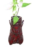 竹製・掛花籠「蝉篭（染）」