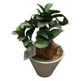 Creative Motion Indoor/Outdoor Artificial Plant [並行輸入品]