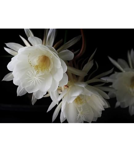 Amazon.co.jp: 月下美人大苗 7号サイズげっかびじん苗 月花美人